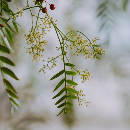 abstract green tree leaves in the natureの写真素材