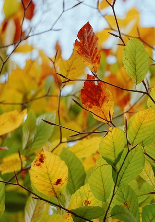 colorful tree leaves in the nature