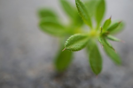 beautiful abstract green plant leaves texture in the nature