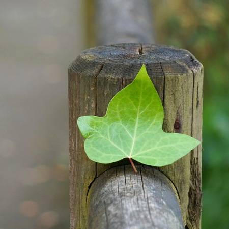 beautiful abstract green plant leaves texture in the natureの写真素材