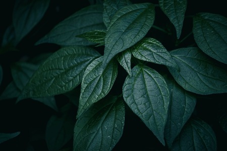 beautiful abstract green plant leaves texture in the nature