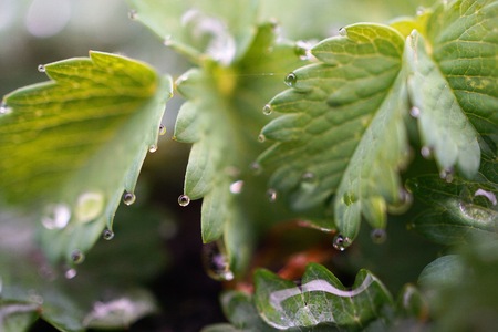 raindrops on the green plant leaves in the nature