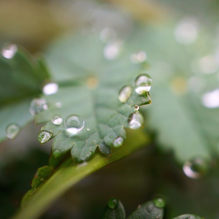 raindrops on the green plant leaves in the nature