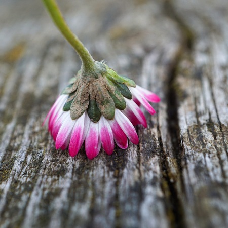 romantic white daisy in the garden in the natuareの写真素材