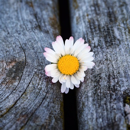 romantic white daisy in the garden in the natuareの写真素材