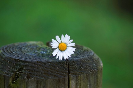 romantic white daisy flower in the garden in the natureの写真素材