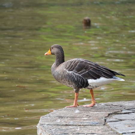 the beautiful goose duck in the lake in the natureの写真素材