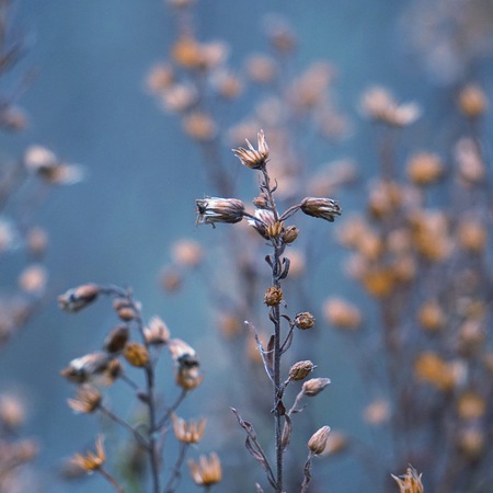 flower in the garden in the natureの写真素材