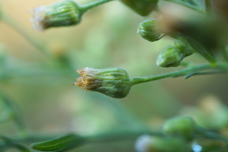beautiful flower in the garden in the natureの写真素材