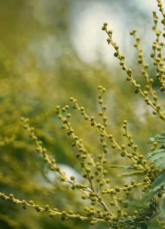 abstract green tree leaves in the natureの写真素材