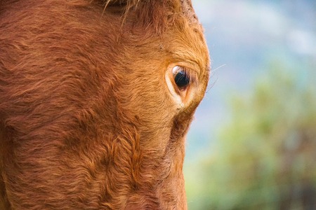brown cow portrait in the natureの写真素材