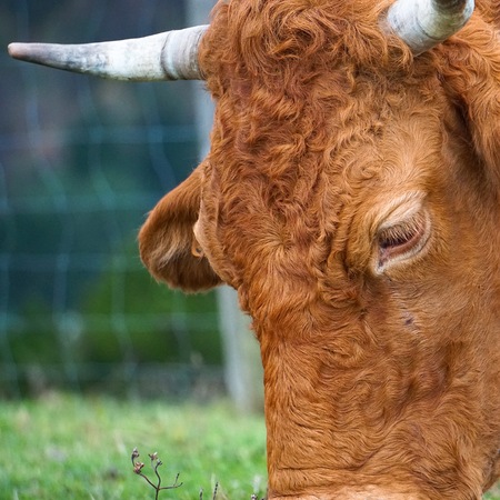beautiful brown cow in the natureの写真素材