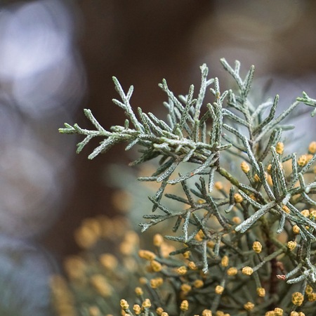 abstract green tree leaves in the natureの写真素材