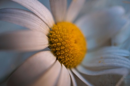 romantic white daisy flower in the gardenの写真素材