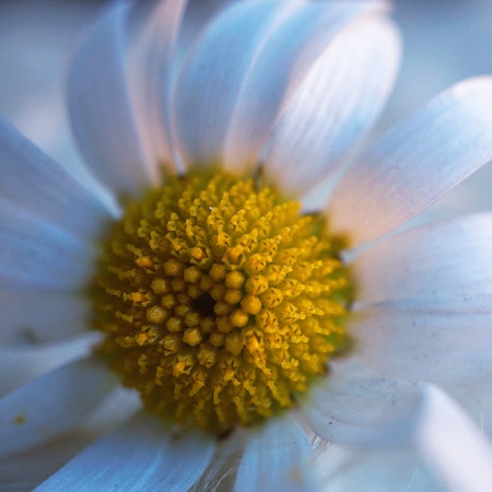 romantic white daisy flower in the gardenの写真素材