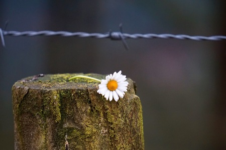 romantic white daisy flower in the gardenの写真素材