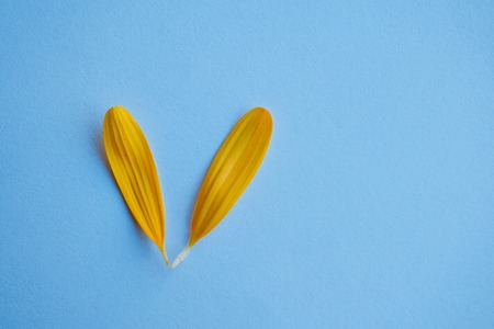 beautiful yellow flower petals decorativeの写真素材