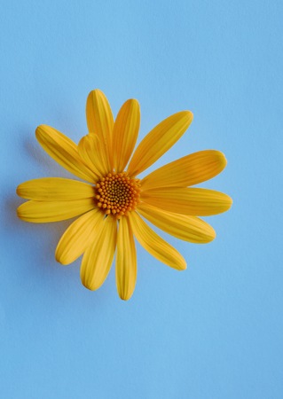 beautiful yellow flower petals decorative
