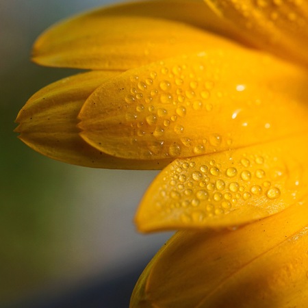 romantic orange flower in the gardenの写真素材