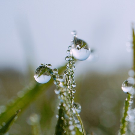 shine drops on the green grass plant leaves in the gardenの写真素材