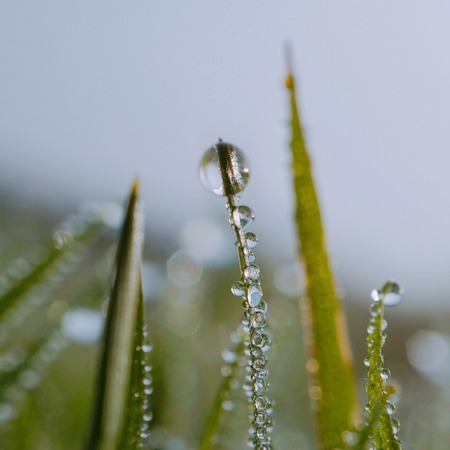 shine drops on the green grass plant leaves in the gardenの写真素材