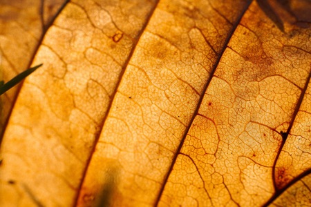 brown tree leaf texture