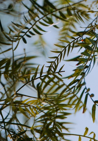 green tree leaves in the nature