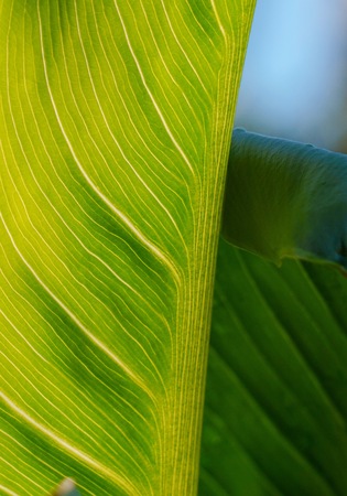drops on the green plant leaves in the gardenの写真素材