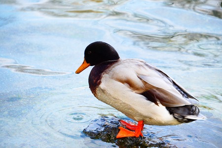 goose duck in the water in the lakeの写真素材