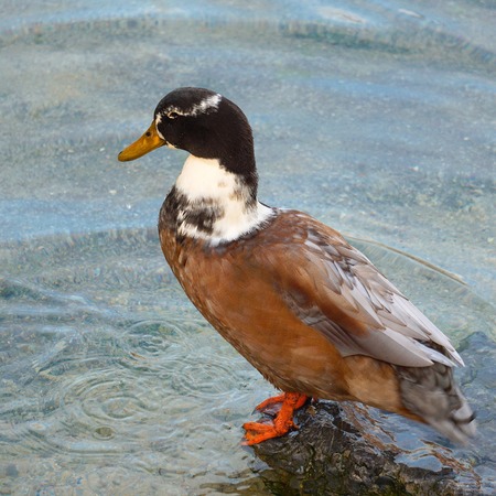 goose duck in the water in the lakeの写真素材