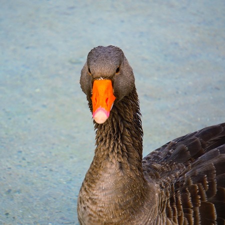 goose duck in the water in the lake