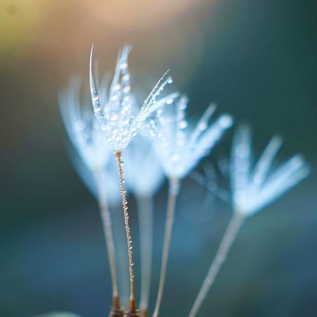 flower in the garden in the nature