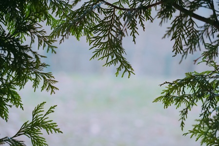 green tree leaves in the natureの写真素材