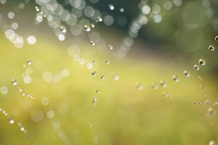 drops on the spider web in the natureの写真素材