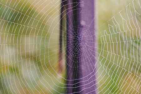drops on the spider web in the natureの写真素材