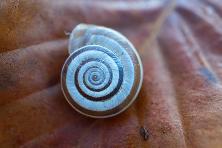 little white snail on the plantの写真素材