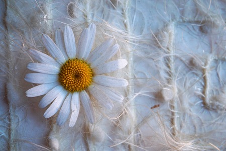 white daisy flower decorativeの写真素材