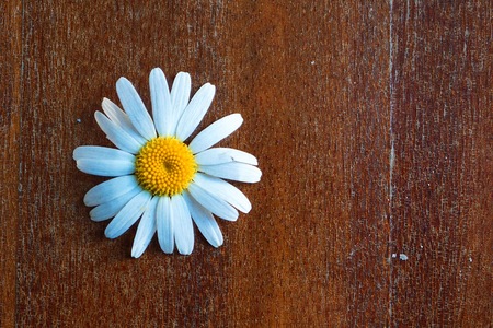 white daisy flower decorativeの写真素材