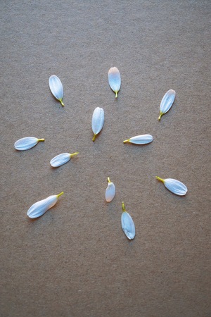 white daisy flower petals decorative