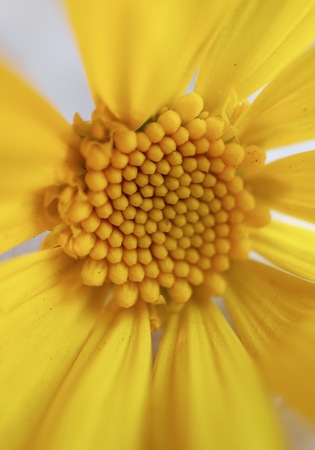 yellow flower petals decorativeの写真素材