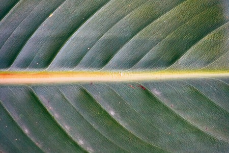 green pant leaves textureの写真素材