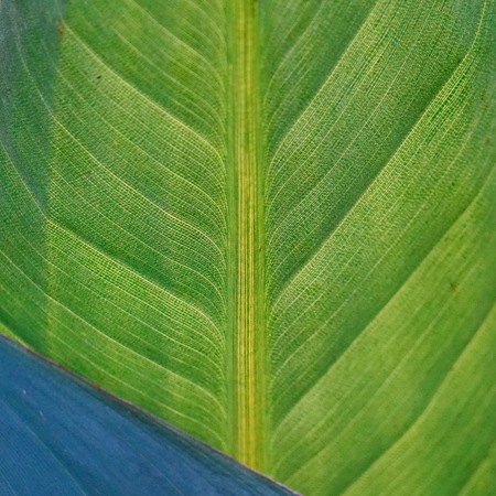 green pant leaves textureの写真素材