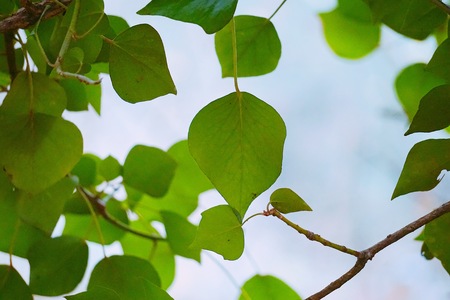 green tree leaves in the natureの写真素材