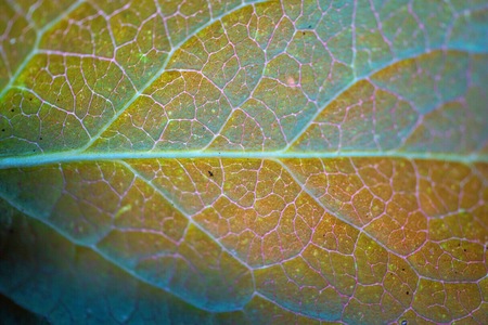 green plant leaves texture