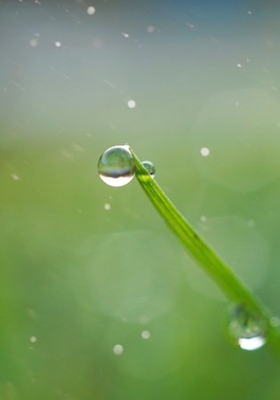 drops on the green grass plant