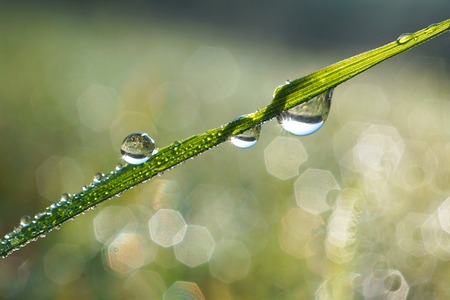 drops on the green grass plantの写真素材