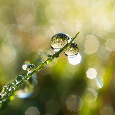 drops on the green grass plantの写真素材