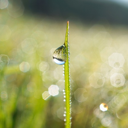 drops on the green grass plantの写真素材