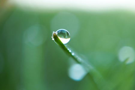 drops on the green grass leavesの写真素材
