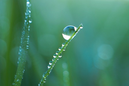 drops on the green grass leavesの写真素材